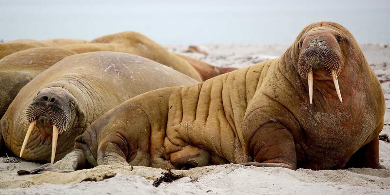 当原木风在线书店遇见区块链：FACCCE如何重塑数字图书版权与微交易生态